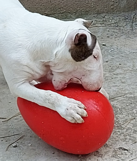 Photo №3. Bull Terrier Standard. Fédération de Russie