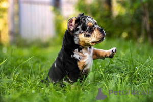 Photo №4. Je vais vendre american bully en ville de San Antonio. annonce privée - prix - 1063€