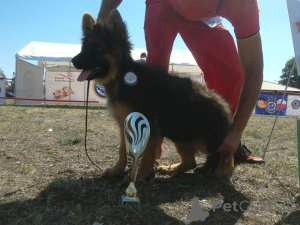 Photo №1. berger allemand - à vendre en ville de Torun | 2500€ | Annonce №143779