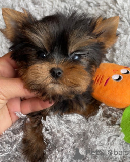 Photo №1. yorkshire terrier - à vendre en ville de Nuremberg | 265€ | Annonce №119340