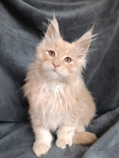 Photos supplémentaires: Un garçon de chaton chic