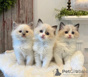 Photo №1. ragdoll - à vendre en ville de Robbinsville Township | 260€ | Annonce № 108610