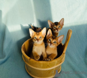 Photo №1.  - à vendre en ville de Афины | Gratuit | Annonce № 139099