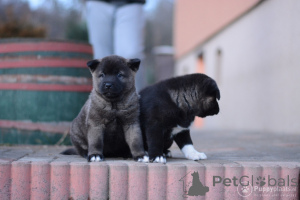 Photo №2 de l'annonce № 173220 de la vente akita (chien) - acheter à Allemagne annonce privée, éleveur