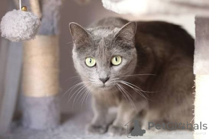 Photo №1. bleu russe - à vendre en ville de Florin | négocié | Annonce № 173688