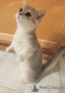 Photo №1. british shorthair - à vendre en ville de Borough d'Ealin de Londres | négocié | Annonce № 173852