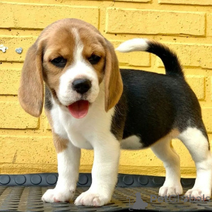 Photo №1. beagle - à vendre en ville de Southbank | négocié | Annonce №38236