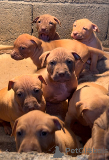 Photos supplémentaires: Chiots américains Pit Bull Terrier