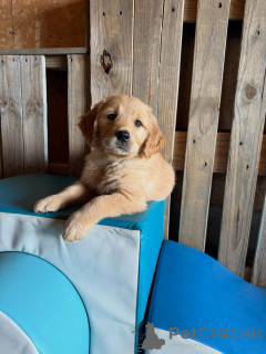 Photo №2 de l'annonce № 171209 de la vente golden retriever - acheter à Italie éleveur
