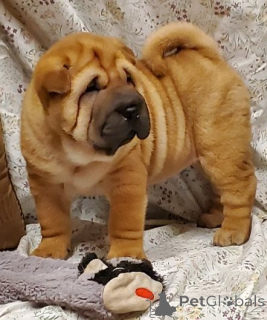 Photo №1. shar pei - à vendre en ville de Prague | négocié | Annonce №170675