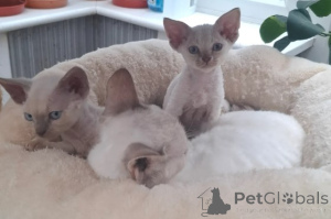 Photo №3. Chatons Devon Rex. Allemagne