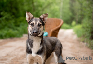 Photo №4. Je vais vendre chien bâtard en ville de Rivière moscou. annonce privée - prix - Gratuit