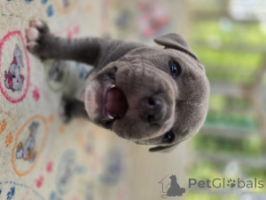 Photo №3. Puppies du Staffordshire Bull Terrier. La croatie