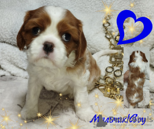 Photos supplémentaires: CHIOTS Épagneul Cavalier King Charles