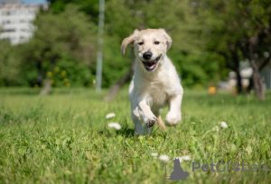 Photo №2 de l'annonce № 56421 de la vente golden retriever - acheter à Estonie de la fourrière