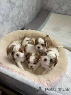 Photo №1. cavalier king charles spaniel - à vendre en ville de Vienne | 700€ | Annonce №165425