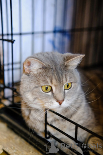 Photo №3. Une chatte de sang écossais (aux oreilles droites) cherche un foyer.. Fédération de Russie