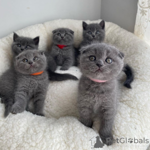 Photo №1. scottish fold - à vendre en ville de Luxembourg | négocié | Annonce № 168557