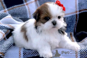 Photo №1. shih tzu - à vendre en ville de Онфлёр | 500€ | Annonce №31690