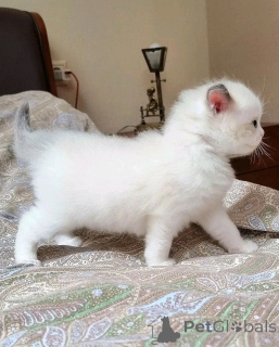 Photo №1. exotic shorthair - à vendre en ville de Berlin | négocié | Annonce № 136453