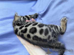 Photos supplémentaires: Classe d'exposition de chaton reproducteur Bengal (mâle)