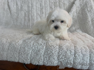 Photo №1. bichon maltais - à vendre en ville de Ijsselmuiden | négocié | Annonce №177769