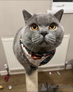 Photo №2 de l'annonce № 101673 de la vente british shorthair - acheter à Allemagne annonce privée