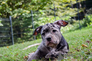 Photo №3. American Bully poche merle. La Slovénie