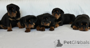 Photo №1. rottweiler - à vendre en ville de Vieux | 450€ | Annonce №170168