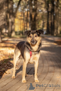 Photo №2 de l'annonce № 115017 de la vente chien bâtard - acheter à Fédération de Russie de l'abri