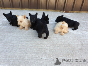 Photo №4. Je vais vendre terrier écossais en ville de Valga. annonce privée, éleveur - prix - 500€