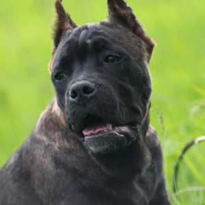 Photo №3. Tiger Cane Corso. Ukraine