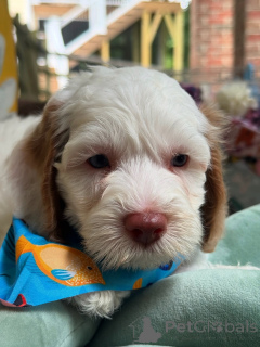 Photo №1. labradoodle - à vendre en ville de Bertrand | négocié | Annonce №156279