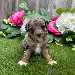 Photo №3. CANICHE FEMELLE DISPONIBLE. Brésil