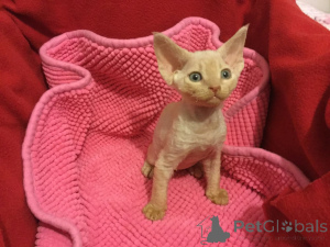 Photo №4. Je vais vendre devon rex en ville de Helsinki. annonce privée, éleveur - prix - 580€