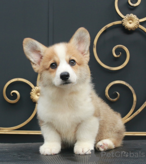 Photo №1. welsh corgi - à vendre en ville de Москва | 946€ | Annonce №110820