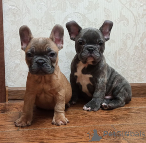 Photo №1. bouledogue - à vendre en ville de Essen | Gratuit | Annonce №42258