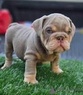 Photo №3. Chiots Bulldog anglais à vendre. Pays Bas