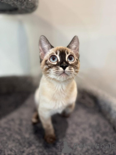 Photo №1. bengal - à vendre en ville de Hambourg | 750€ | Annonce № 152538