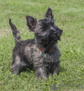 Photo №1. cairn terrier - à vendre en ville de Stockholm | négocié | Annonce №113211