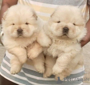 Photo №1. chow-chow - à vendre en ville de Ville de Londres | négocié | Annonce №171123