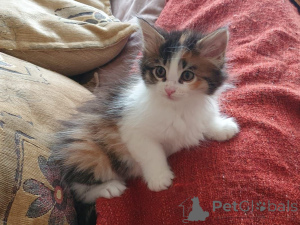 Photo №1. maine coon - à vendre en ville de Düsseldorf | 800€ | Annonce № 158970