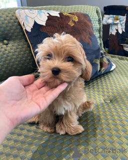 Photo №2 de l'annonce № 162857 de la vente bichon maltais - acheter à Allemagne annonce privée