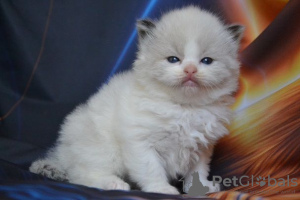 Photo №1. ragdoll - à vendre en ville de Bremen | Gratuit | Annonce № 107824