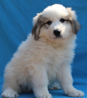 Photo №2 de l'annonce № 1989 de la vente chien de montagne des pyrénées - acheter à Fédération de Russie de la fourrière