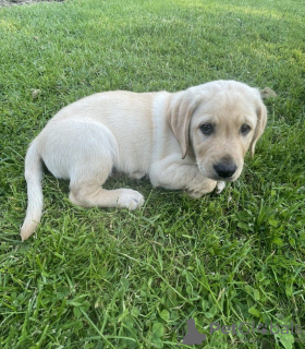 Photo №3. Labrador doré mâle et femelle. USA