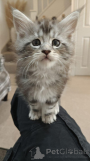 Photo №3. Die letzten beiden réinlassiger le Maine coon jungen. Allemagne