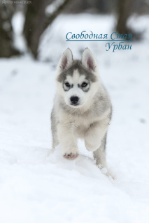 Photos supplémentaires: Merveilleux chiots Husky sibérien aux yeux bleus d'une paire de Champions du