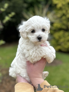 Photos supplémentaires: Chiot Maltipoo