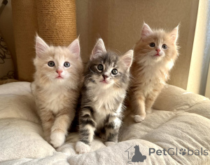 Photo №1. chat des forêts norvégiennes - à vendre en ville de Rosenheim | 350€ | Annonce № 150506